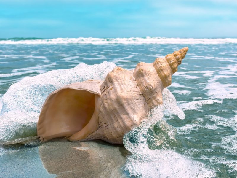 Sarasota skin needs protection,Just like this conch shell. 